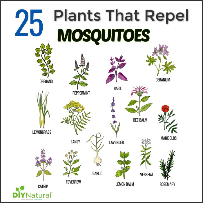 Mosquito repellent natural diy